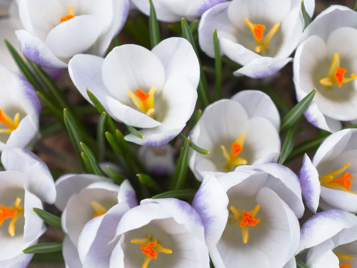Обои цветы, макро, лепестки, белые, крокусы, flowers, macro, petals, white, crocuses разрешение 1920x1200 Загрузить