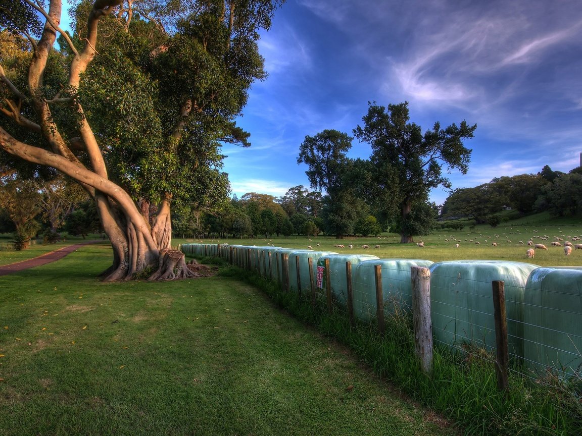 Обои деревья, луг, ограда, trees, meadow, fence разрешение 2560x1600 Загрузить