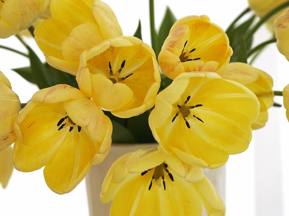 Обои цветы, лепестки, букет, тюльпаны, ваза, желтые, flowers, petals, bouquet, tulips, vase, yellow разрешение 2560x1600 Загрузить