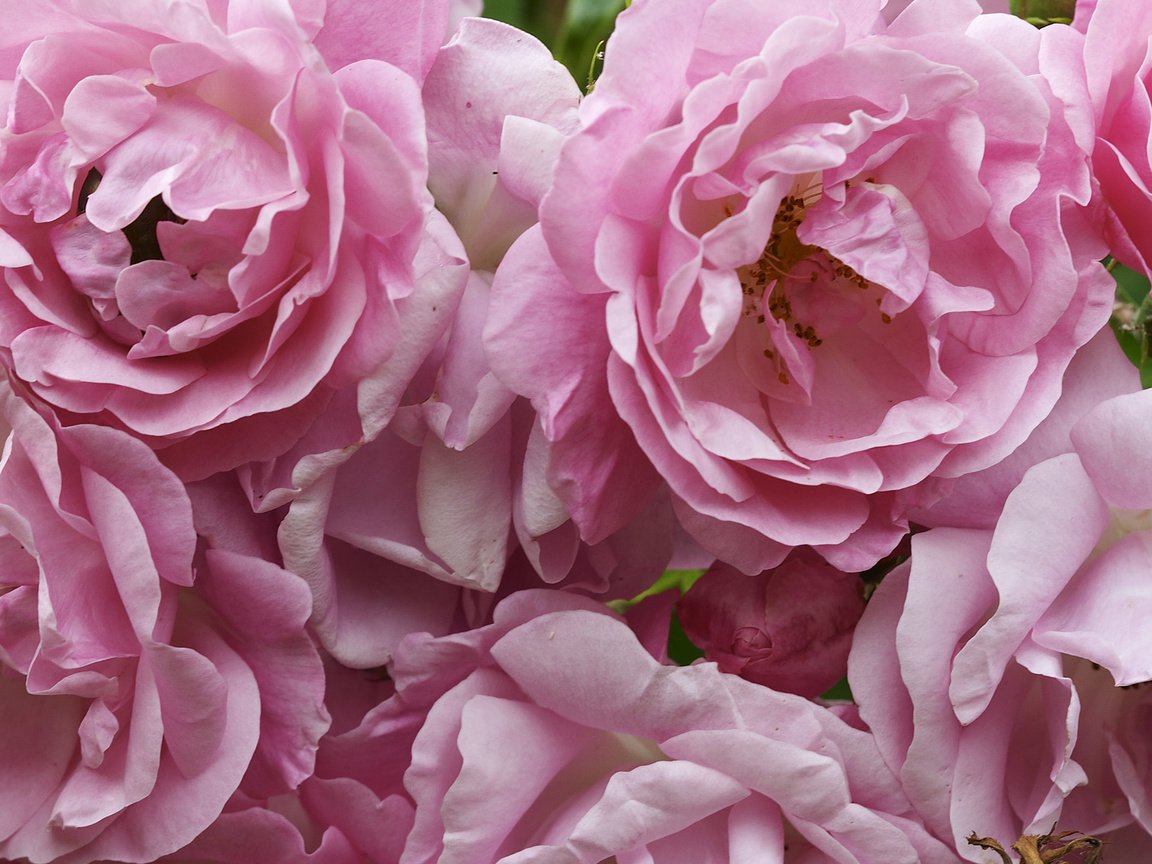 Обои цветы, лепестки, пионы, flowers, petals, peonies разрешение 2560x1600 Загрузить