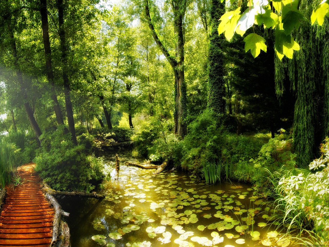 Обои лес, лучи, тропинка, пруд, солнца, forest, rays, path, pond, the sun разрешение 1920x1200 Загрузить