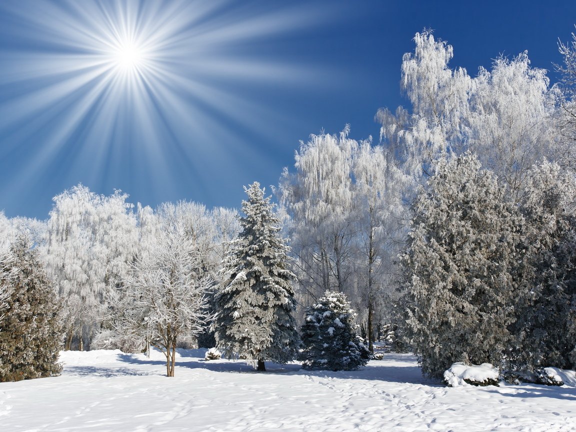 Обои небо, деревья, снег, лес, зима, пейзаж, солнечные лучи, the sky, trees, snow, forest, winter, landscape, the sun's rays разрешение 1920x1200 Загрузить