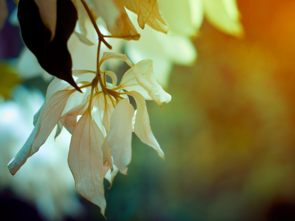 Обои цветы, ветка, листья, макро, лепестки, весна, flowers, branch, leaves, macro, petals, spring разрешение 2560x1600 Загрузить