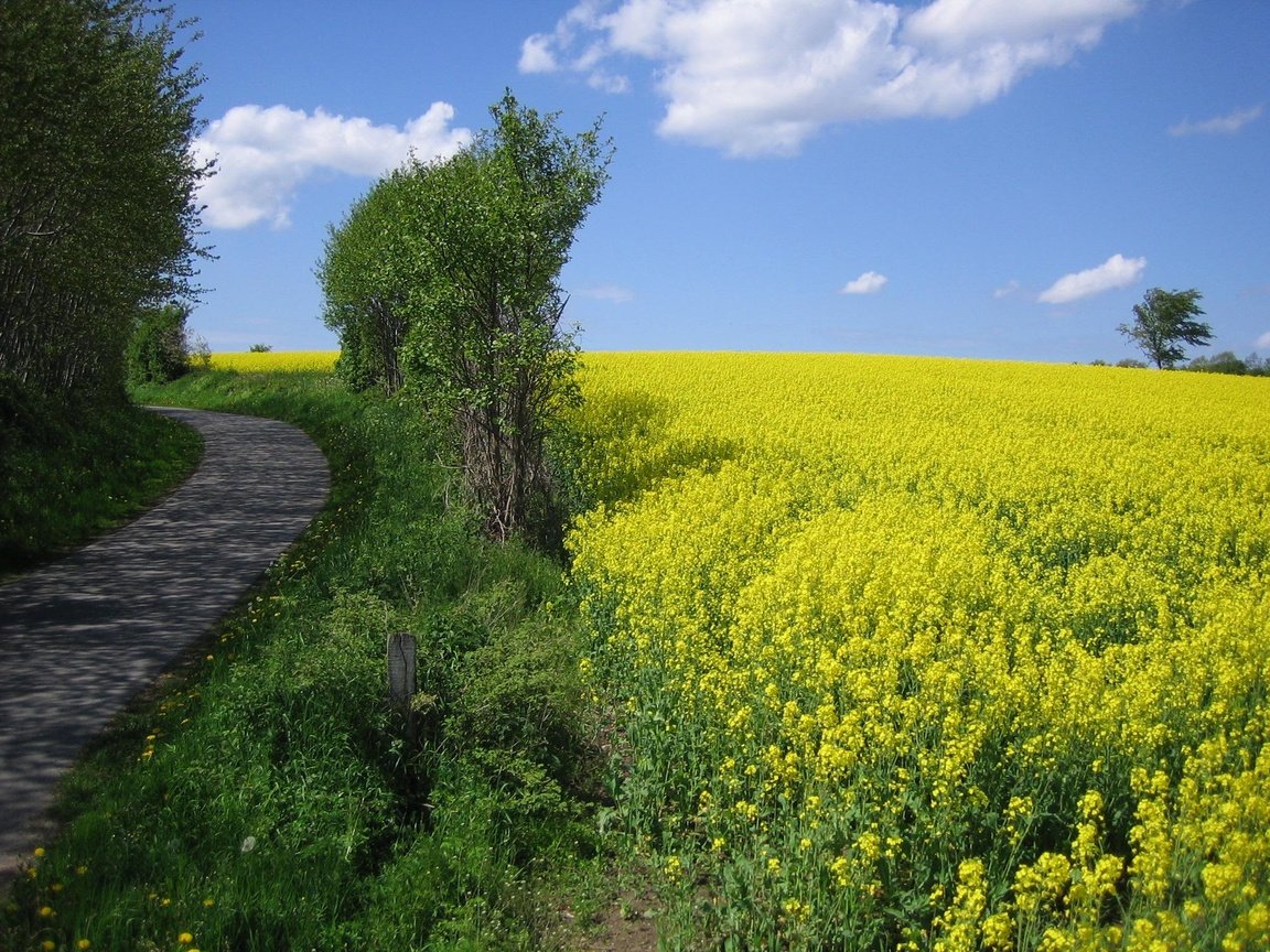 Обои небо, цветы, деревья, дорожка, поле, горизонт, луг, рапс, the sky, flowers, trees, track, field, horizon, meadow, rape разрешение 2048x1536 Загрузить