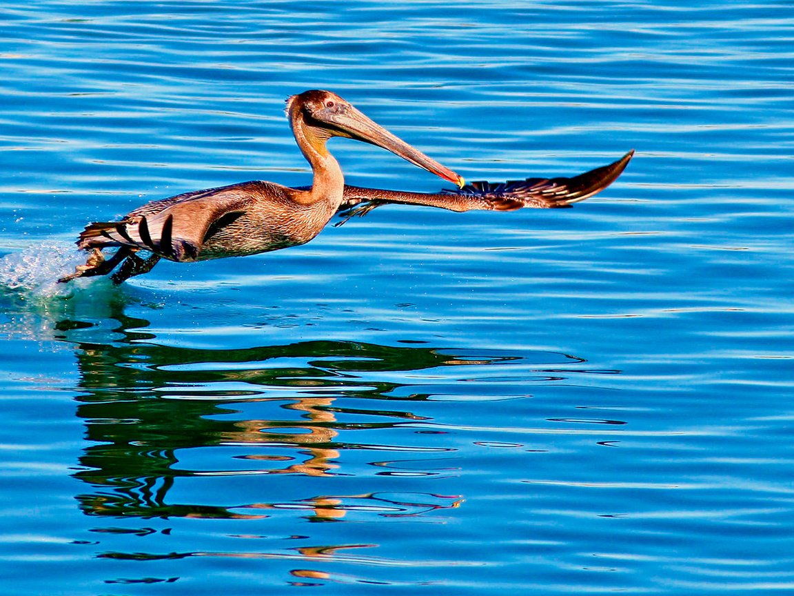 Обои вода, отражение, полет, птица, пеликан, water, reflection, flight, bird, pelican разрешение 1920x1080 Загрузить