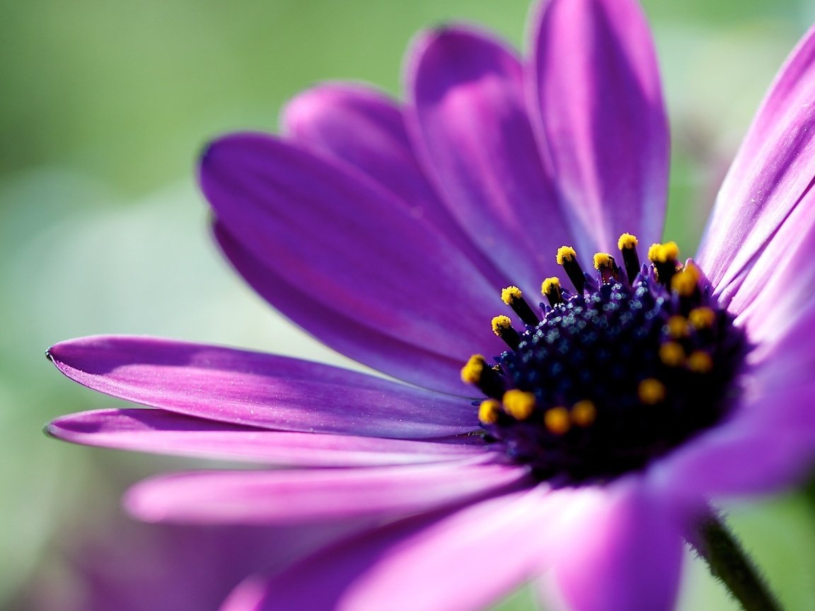 Обои макро, фон, цветок, лепестки, растение, африканская ромашка, macro, background, flower, petals, plant, african daisy разрешение 1920x1200 Загрузить