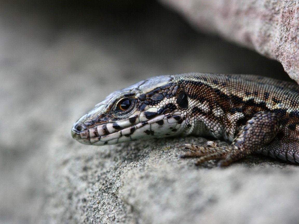 Обои камни, макро, ящерица, рептилия, расщелина, щель, stones, macro, lizard, reptile, cleft, the gap разрешение 1920x1200 Загрузить