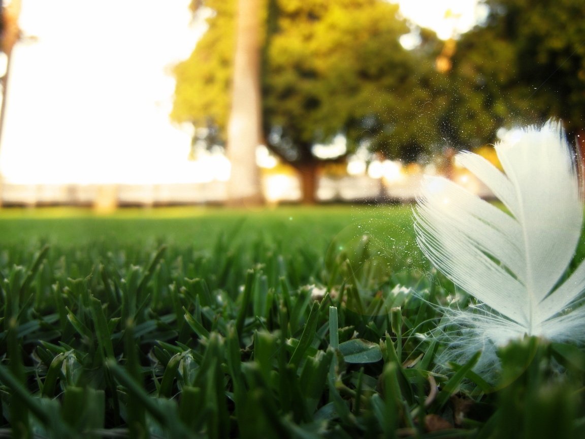 Обои трава, природа, перо, крупным планом, перышко, grass, nature, pen, closeup, a feather разрешение 1920x1200 Загрузить