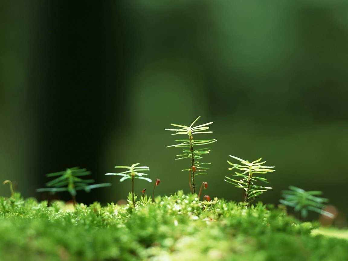 Обои трава, растения, макро, размытость, мох, росток, grass, plants, macro, blur, moss, rostock разрешение 1920x1200 Загрузить