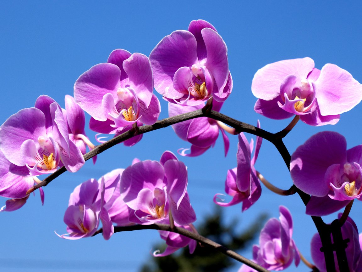 Обои орхидея, синее небо, комильфо, orchid, blue sky, comme il faut разрешение 1920x1200 Загрузить