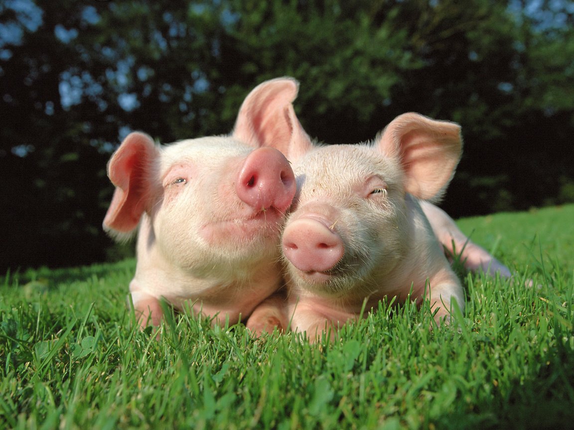 Обои трава, природа, пара, друзья, свинья, свиньи, хрюшки, grass, nature, pair, friends, pig, pigs разрешение 5315x3720 Загрузить