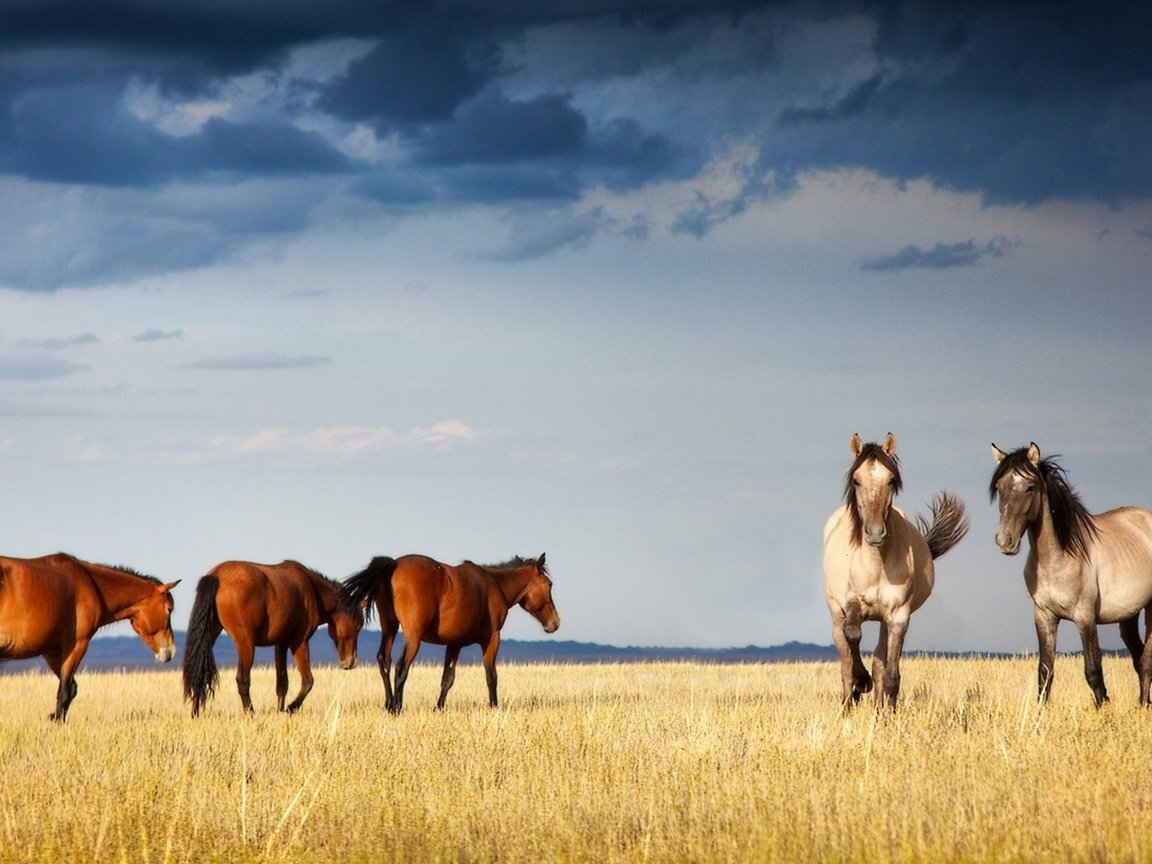 Обои лошади, казахстан, грациозные, ксения, собчак, horse, kazakhstan, graceful, xenia, sobchak разрешение 1920x1080 Загрузить