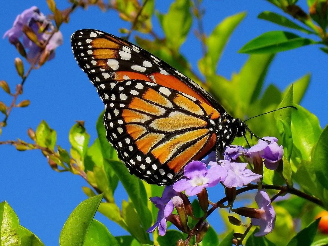 Обои листья, цветок, лето, бабочка, leaves, flower, summer, butterfly разрешение 1920x1080 Загрузить