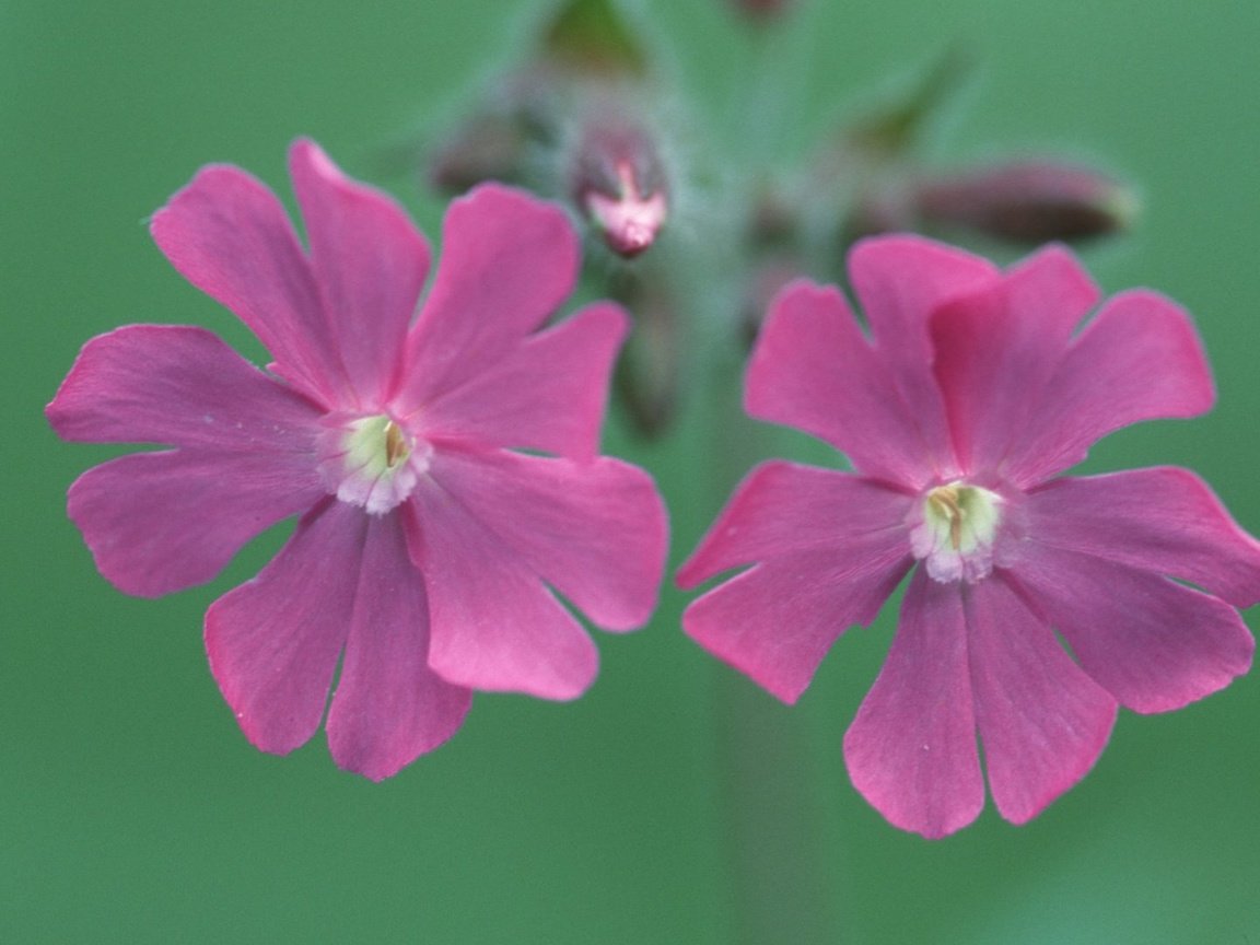 Обои цветы, смолевка, silene dioica, flowers, campion разрешение 1920x1080 Загрузить