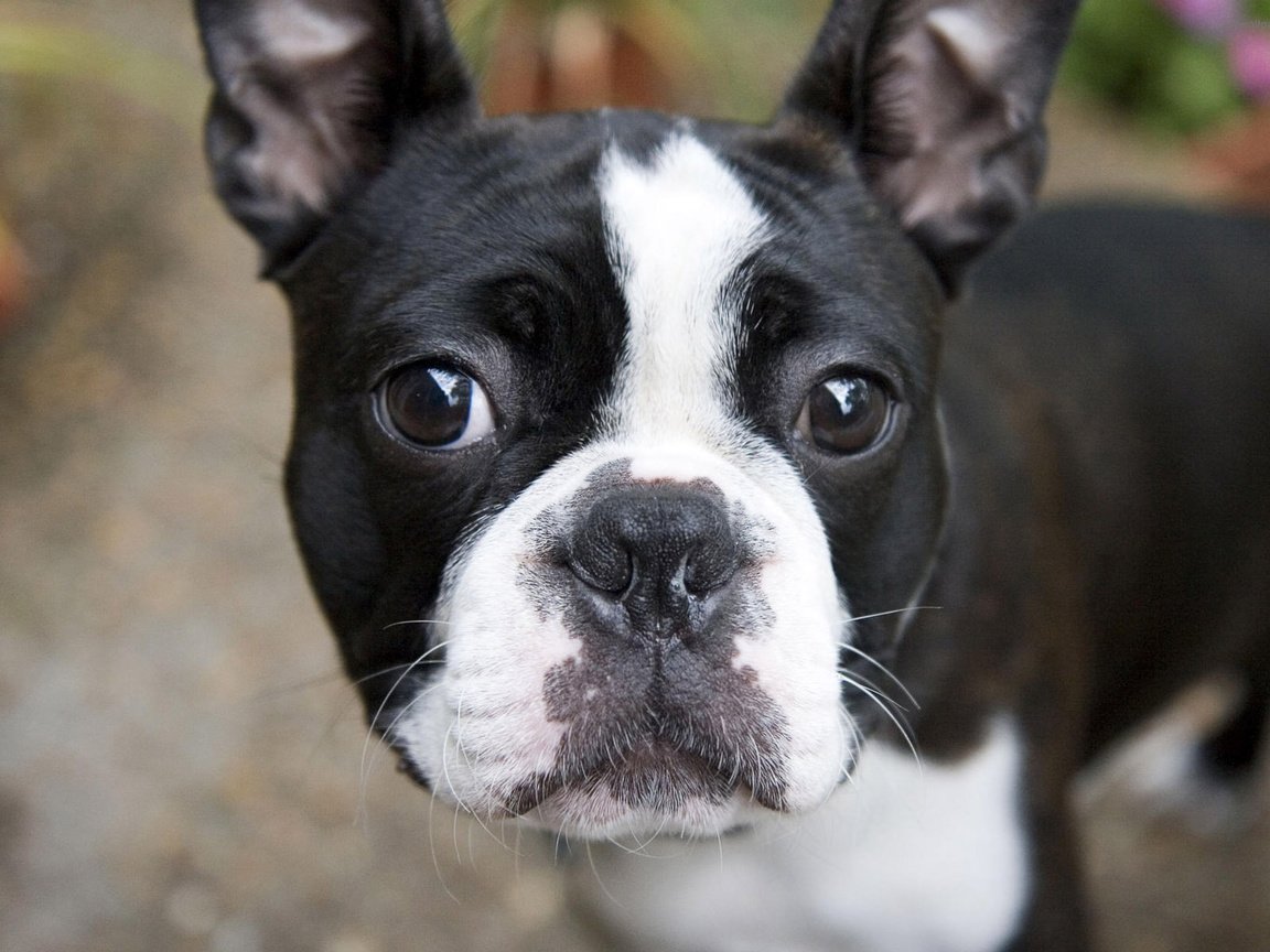 Обои мордочка, взгляд, собака, бостон-терьер, muzzle, look, dog, boston terrier разрешение 1920x1200 Загрузить