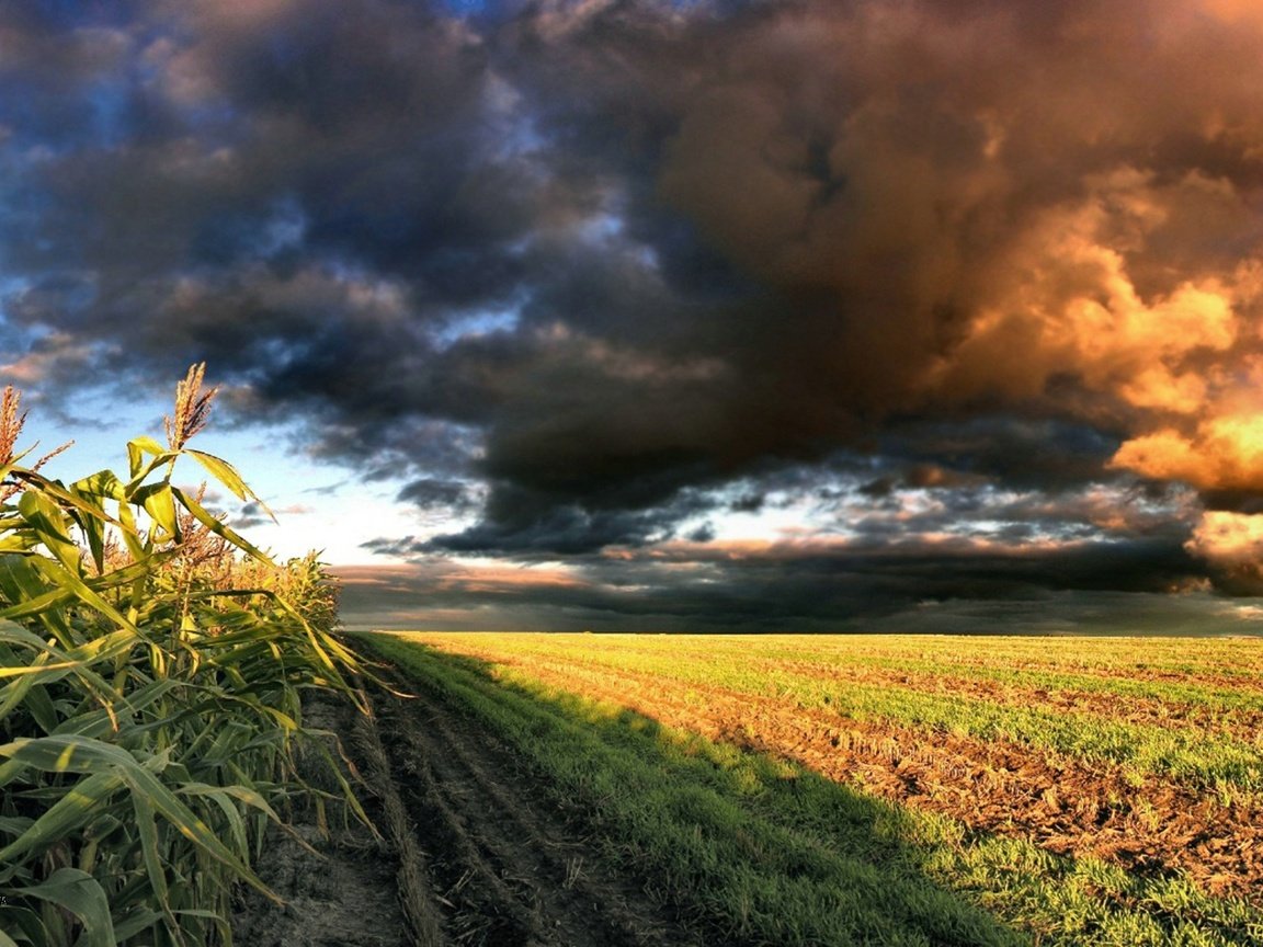 Обои небо, облака, природа, поле, кукуруза, the sky, clouds, nature, field, corn разрешение 1920x1080 Загрузить