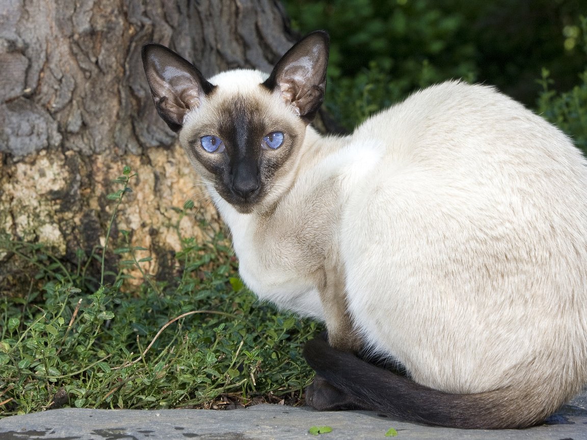 Обои кот, мордочка, кошка, взгляд, сиамская кошка, cat, muzzle, look, siamese cat разрешение 1920x1080 Загрузить