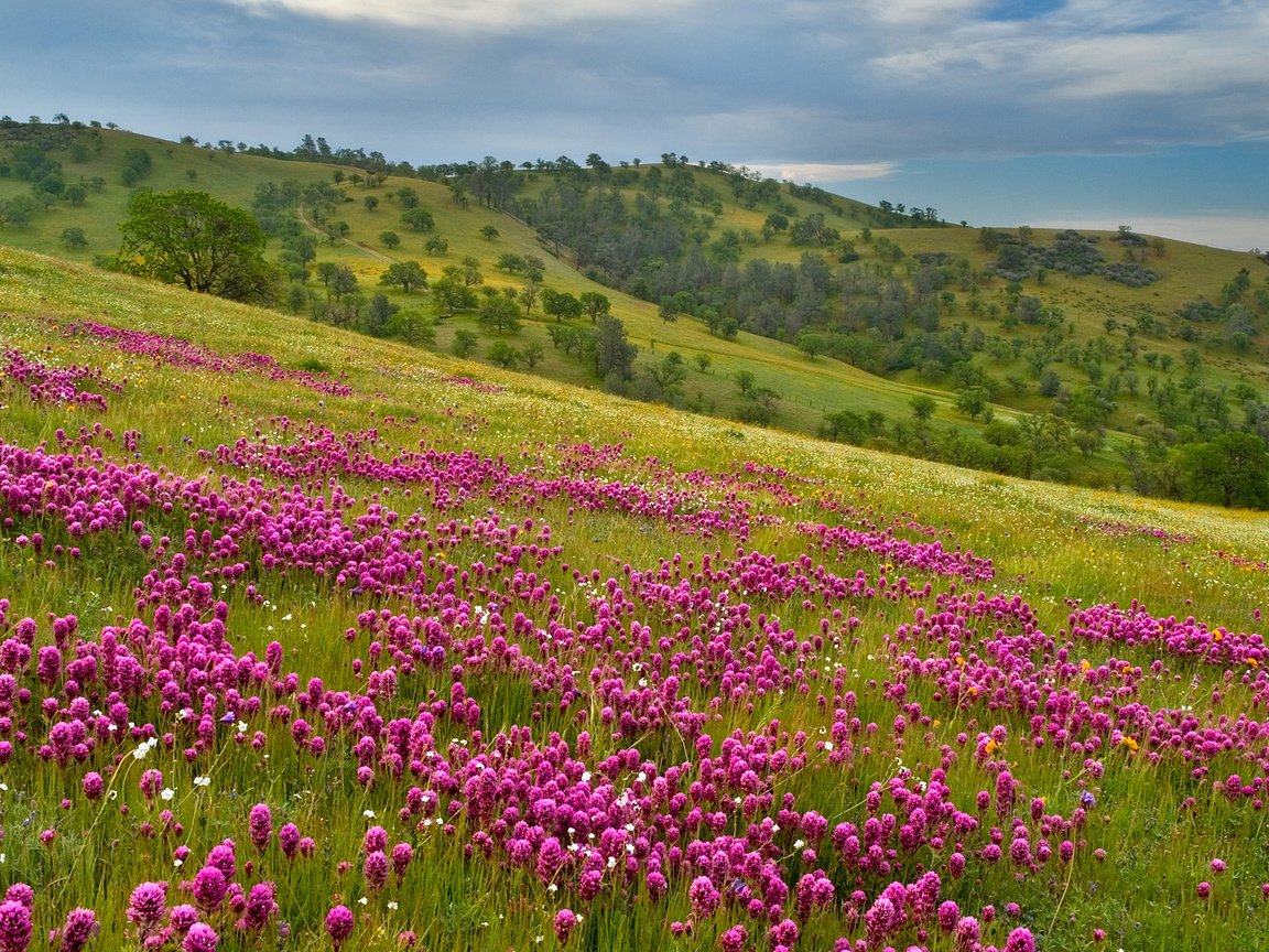 Обои холмы, простор, фиолетовый луг, hills, space, violet meadow разрешение 1920x1080 Загрузить