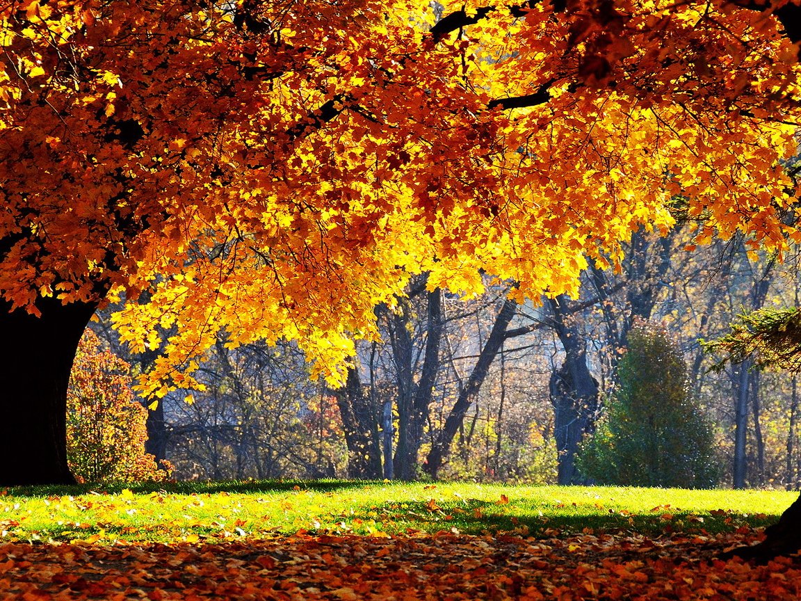 Обои деревья, природа, листья, парк, осень, листопад, trees, nature, leaves, park, autumn, falling leaves разрешение 1920x1080 Загрузить