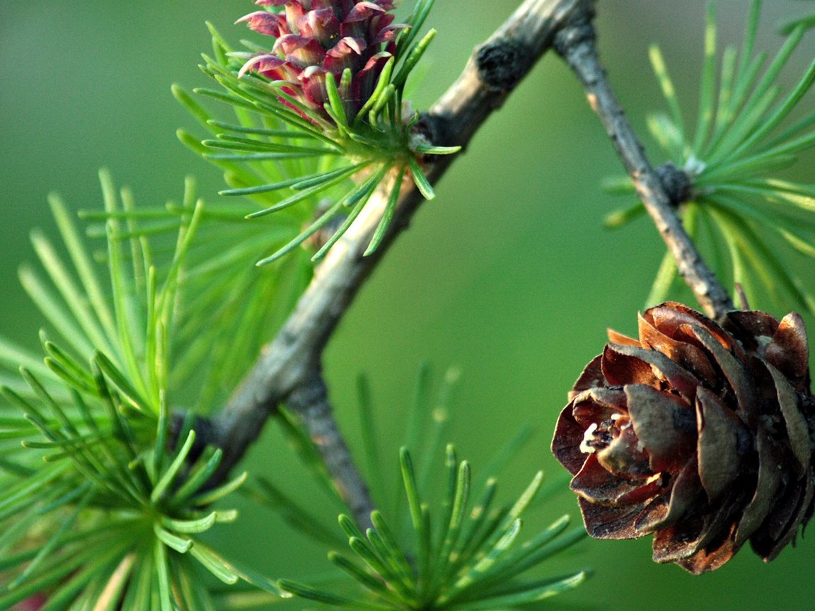 Обои ветка, ель, веточка, шишки, зеленый фон, branch, spruce, sprig, bumps, green background разрешение 1920x1080 Загрузить