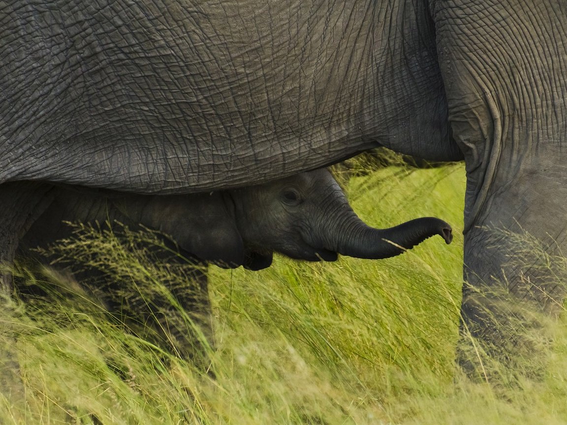 Обои трава, африка, слоны, слоненок, национальный парк чобе, ботсвана, grass, africa, elephants, elephant, chobe national park, botswana разрешение 1920x1080 Загрузить