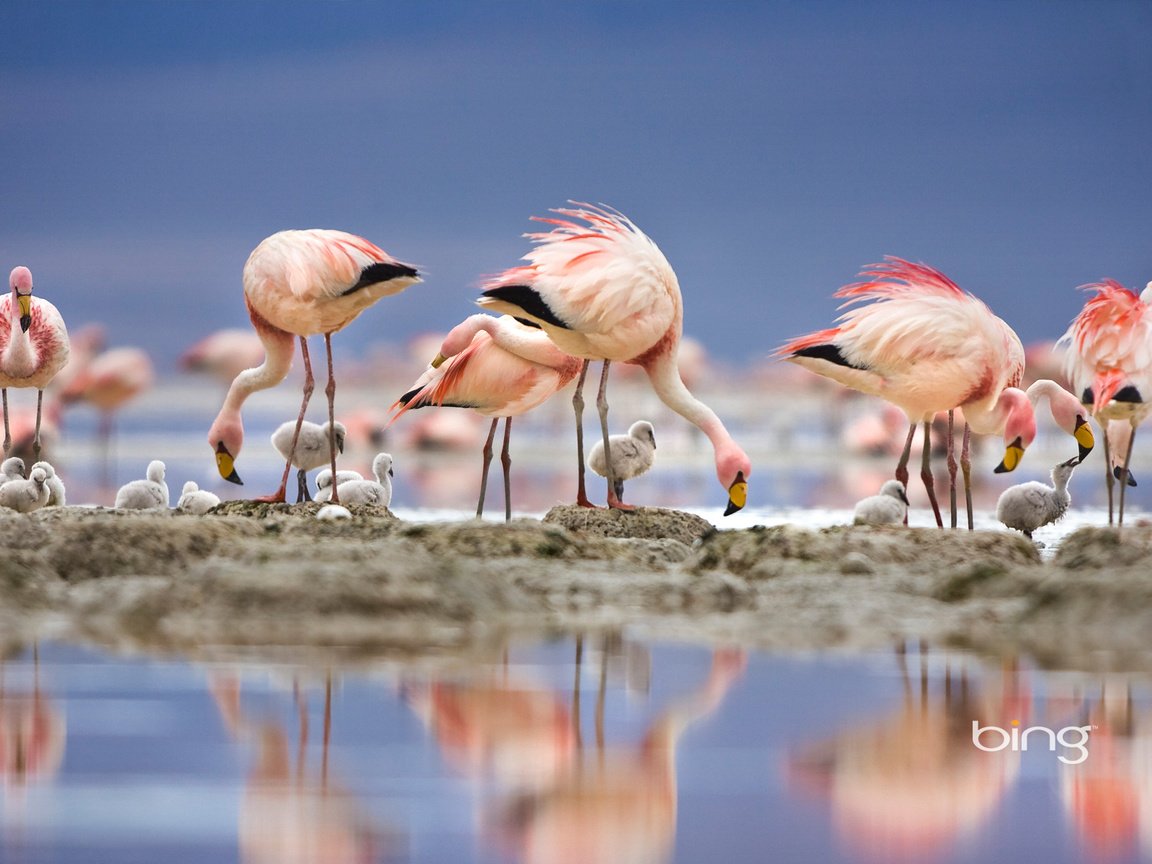 Обои озеро, отражение, фламинго, птицы, перья, птенцы, lake, reflection, flamingo, birds, feathers, chicks разрешение 1920x1200 Загрузить