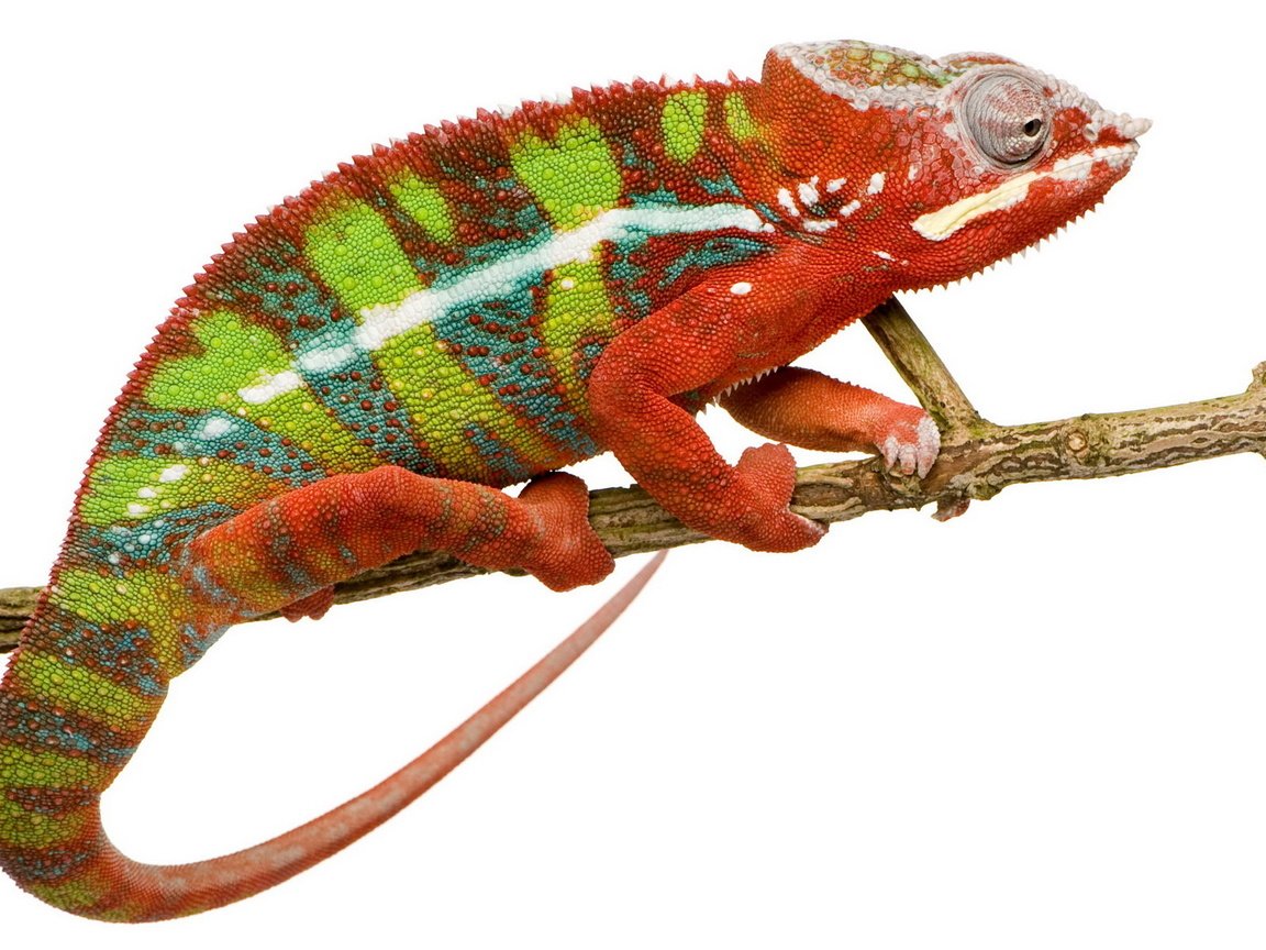 Обои ветка, ящерица, белый фон, хамелеон, branch, lizard, white background, chameleon разрешение 1920x1200 Загрузить