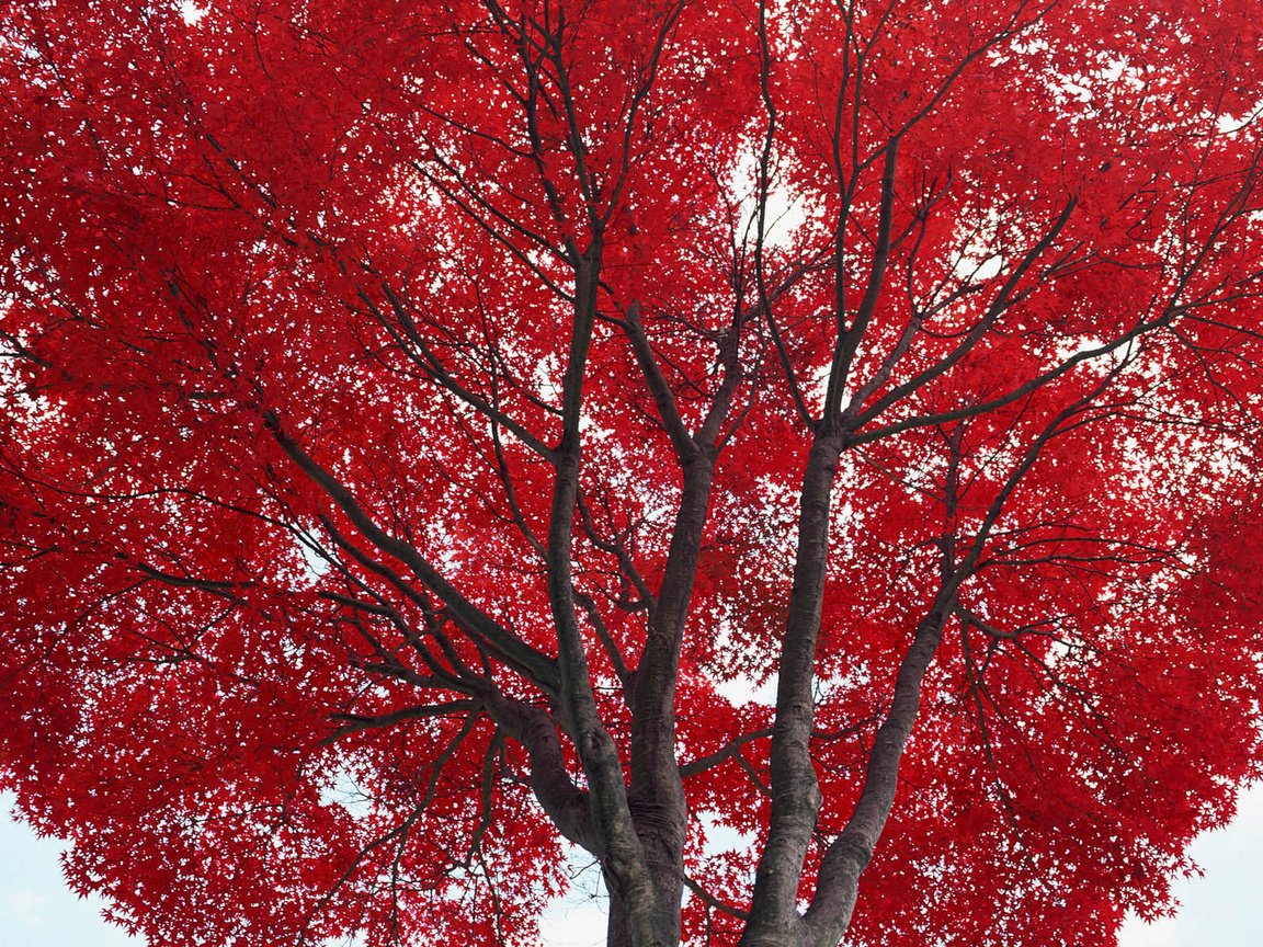 Обои дерево, листья, осень, красные, tree, leaves, autumn, red разрешение 1920x1200 Загрузить