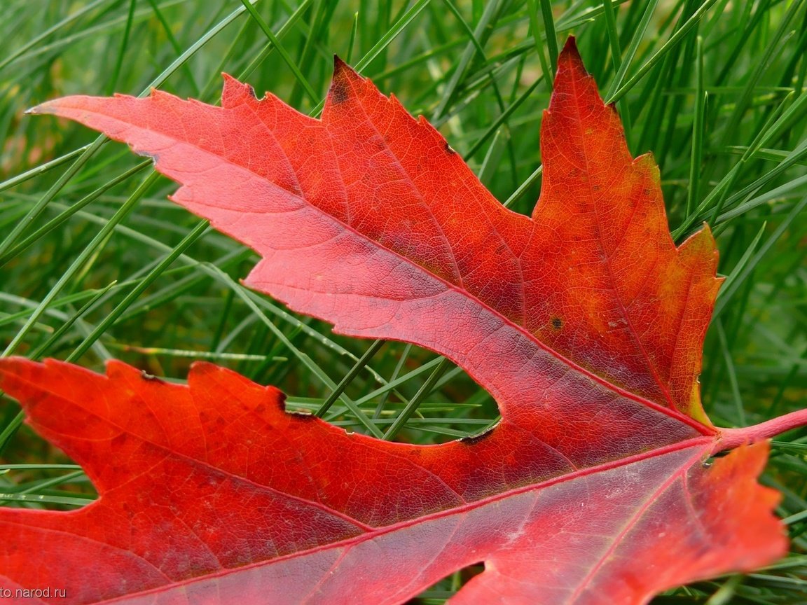 Обои трава, природа, макро, осень, красный, лист, клен, grass, nature, macro, autumn, red, sheet, maple разрешение 1920x1200 Загрузить