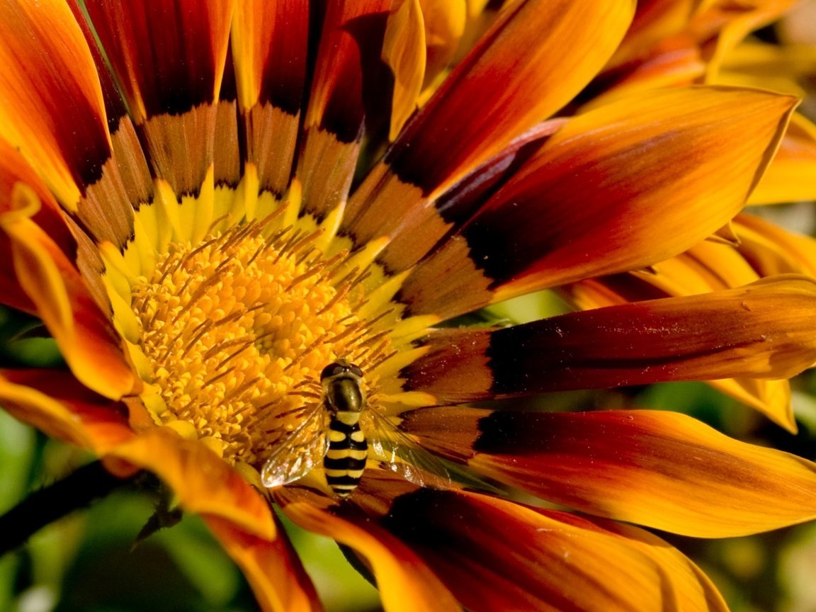 Обои пчела на цветочке, bee on a flower разрешение 1920x1200 Загрузить