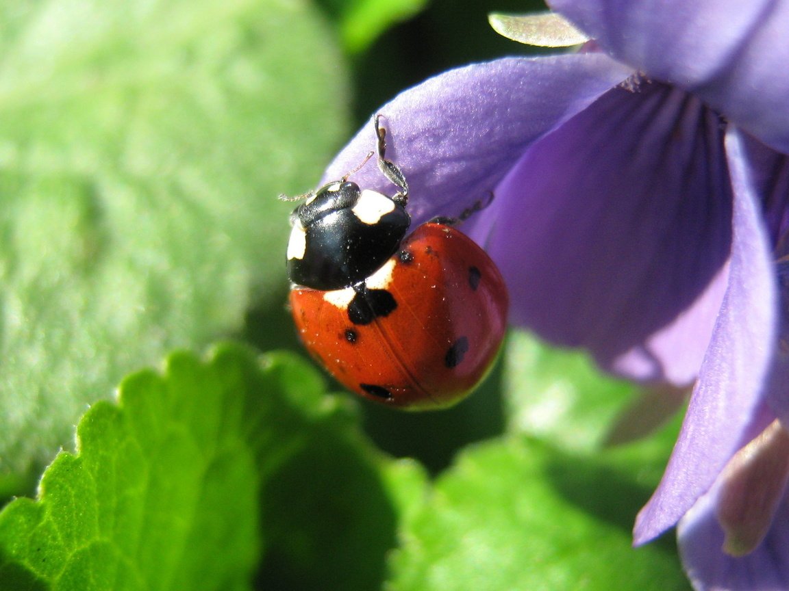 Обои насекомое, божья коровка, синий цветок, insect, ladybug, blue flower разрешение 1920x1200 Загрузить