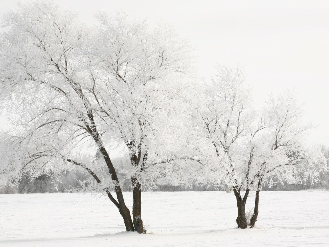 Обои снег, дерево, зима, snow, tree, winter разрешение 1920x1200 Загрузить