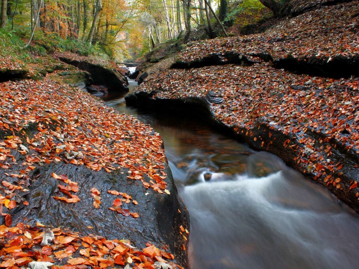 Обои деревья, лес, ручей, осень, листопад, осенние листья, trees, forest, stream, autumn, falling leaves, autumn leaves разрешение 1920x1200 Загрузить