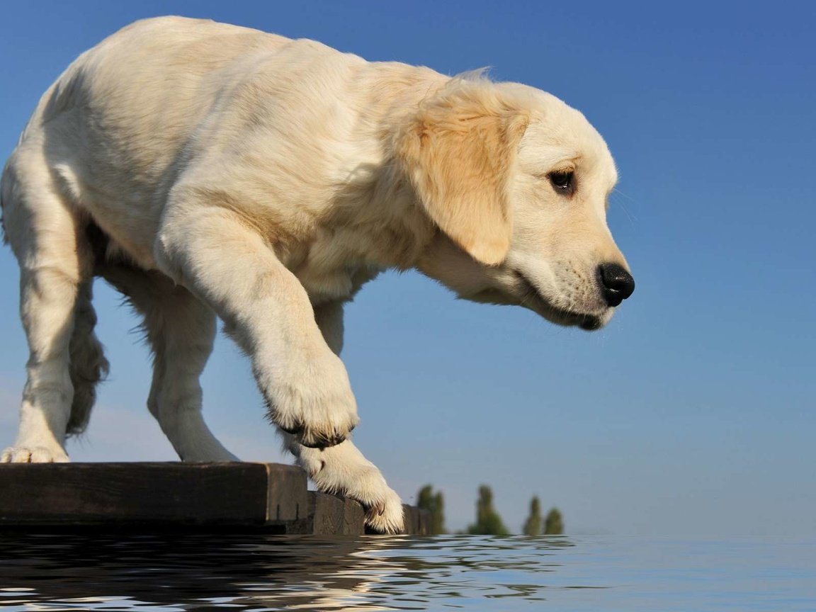 Обои вода, мостик, собака, щенок, лапа, ретривер, золотистый ретривер, water, the bridge, dog, puppy, paw, retriever, golden retriever разрешение 1920x1200 Загрузить