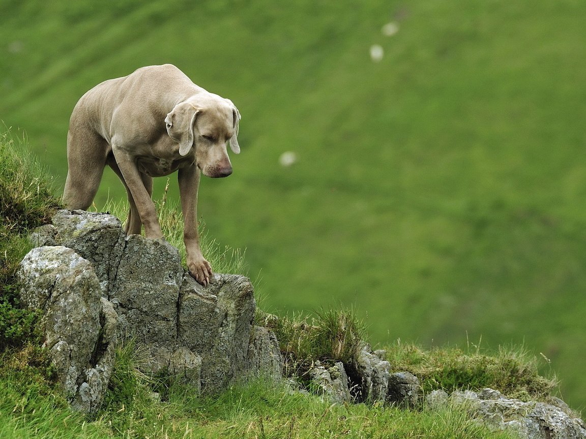 Обои веймаранер, the weimaraner разрешение 1920x1200 Загрузить