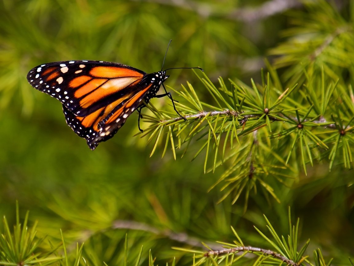 Обои природа, хвоя, насекомое, ветки, бабочка, крылья, монарх, nature, needles, insect, branches, butterfly, wings, monarch разрешение 2560x1600 Загрузить