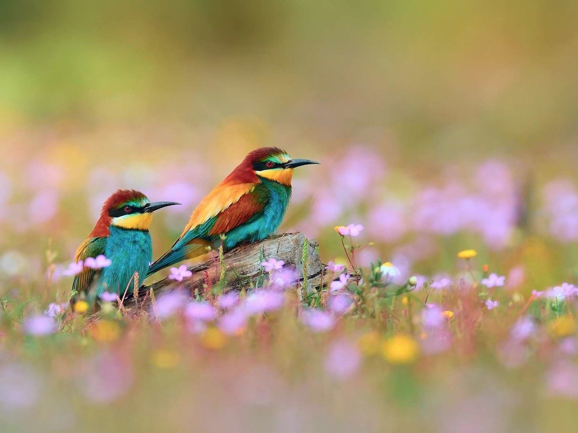 Обои птица, золотистые, щурки, bird, golden, bee-eaters разрешение 1920x1200 Загрузить