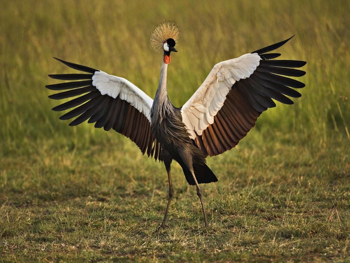 Обои птица, венценосный журавль, bird, crowned crane разрешение 1920x1200 Загрузить