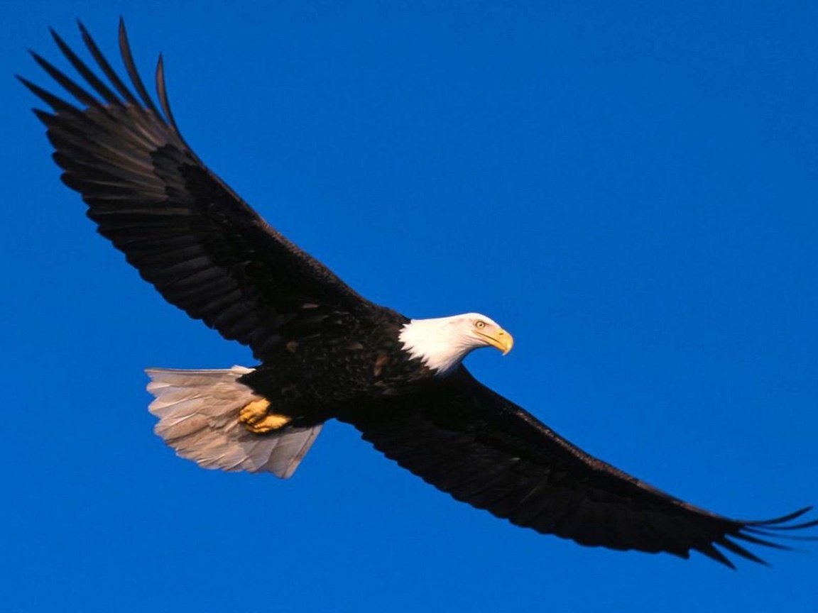 Обои орел, птица, белоголовый орлан, eagle, bird, bald eagle разрешение 1920x1200 Загрузить