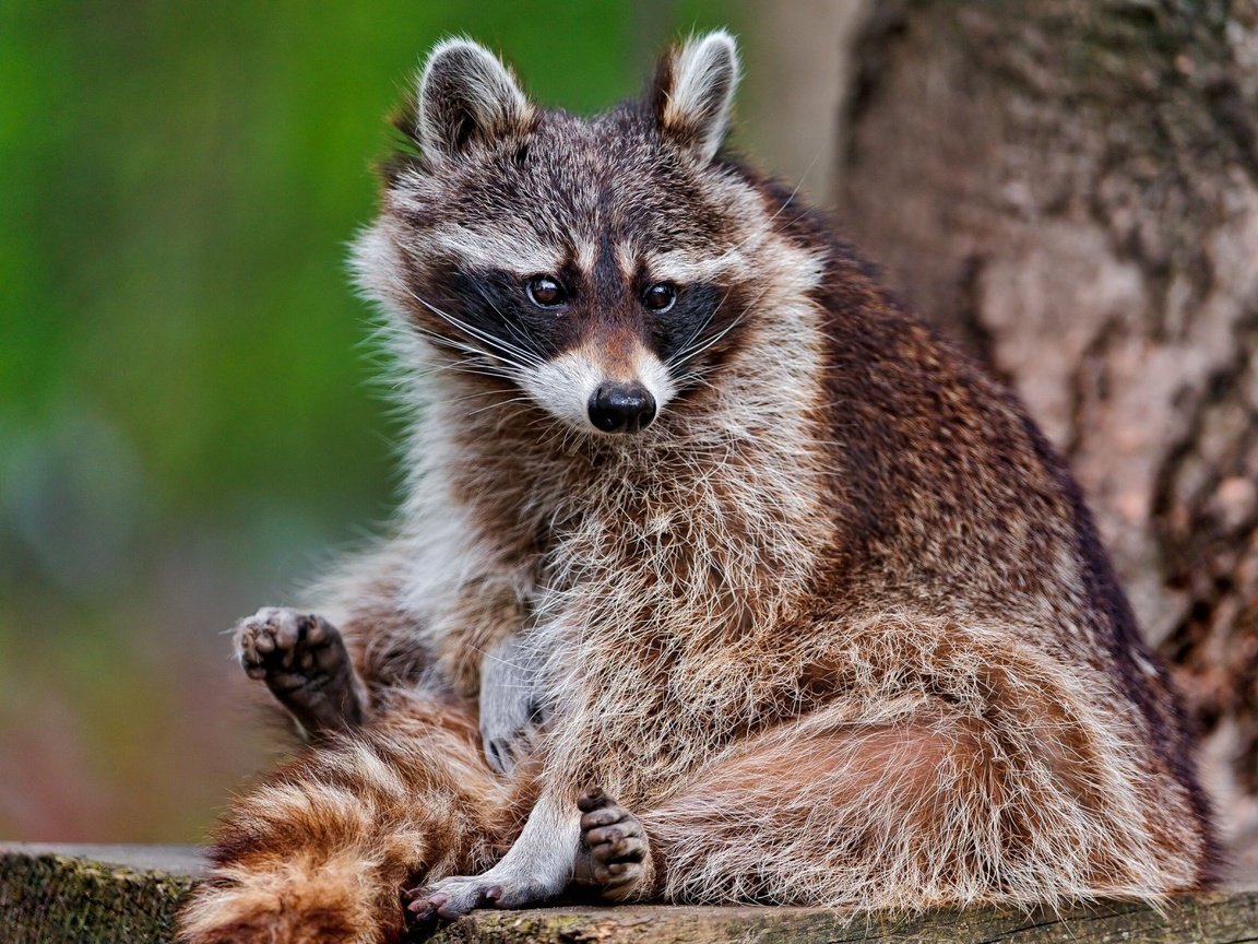 Обои дерево, животное, енот, енот-полоскун, tree, animal, raccoon разрешение 1920x1200 Загрузить