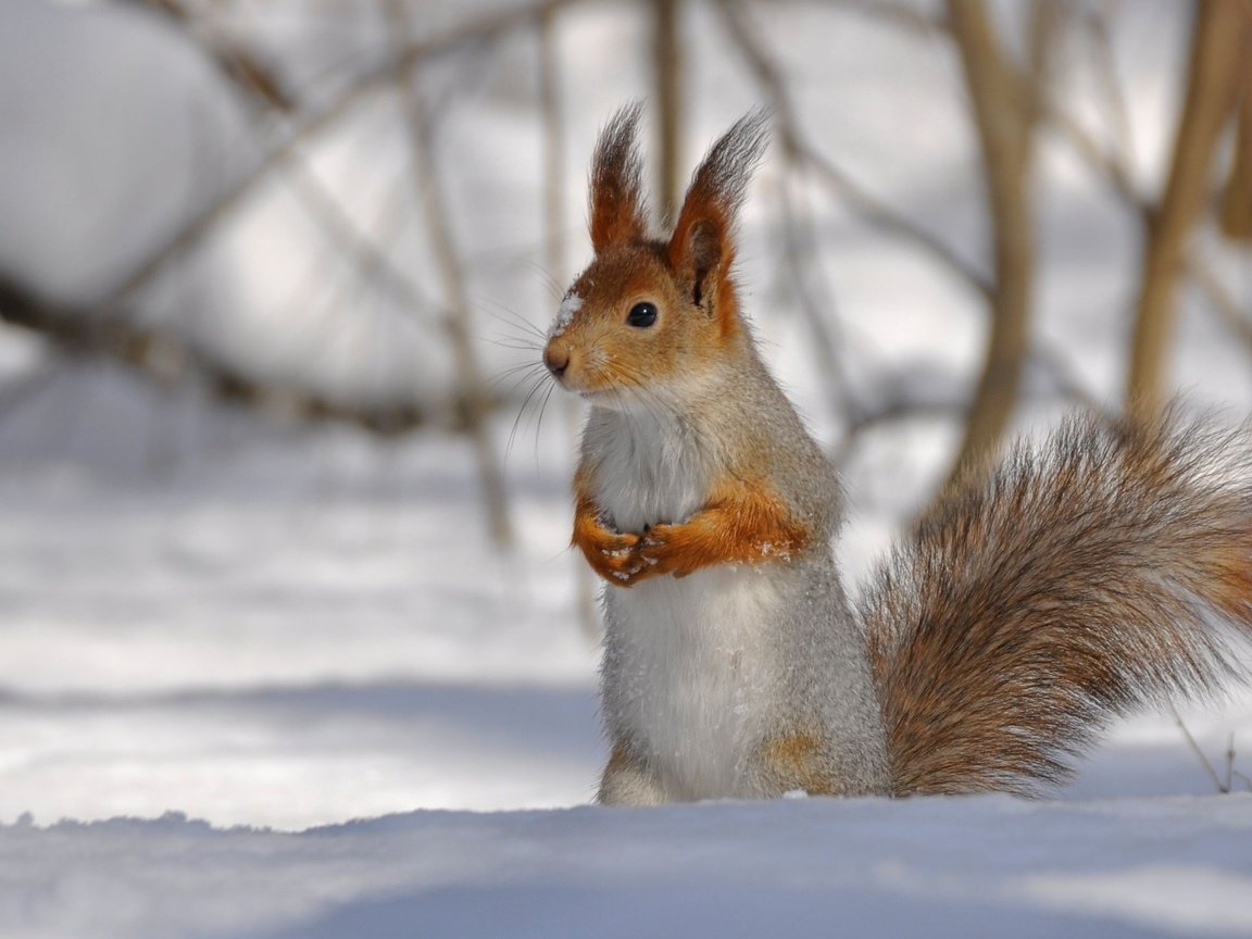 Обои снег, лес, белочка, snow, forest, squirrel разрешение 2560x1600 Загрузить