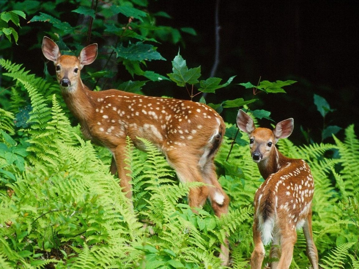 Обои лес, животные, олени, папоротник, молодые, пятнистые, forest, animals, deer, fern, young, spotted разрешение 1920x1200 Загрузить