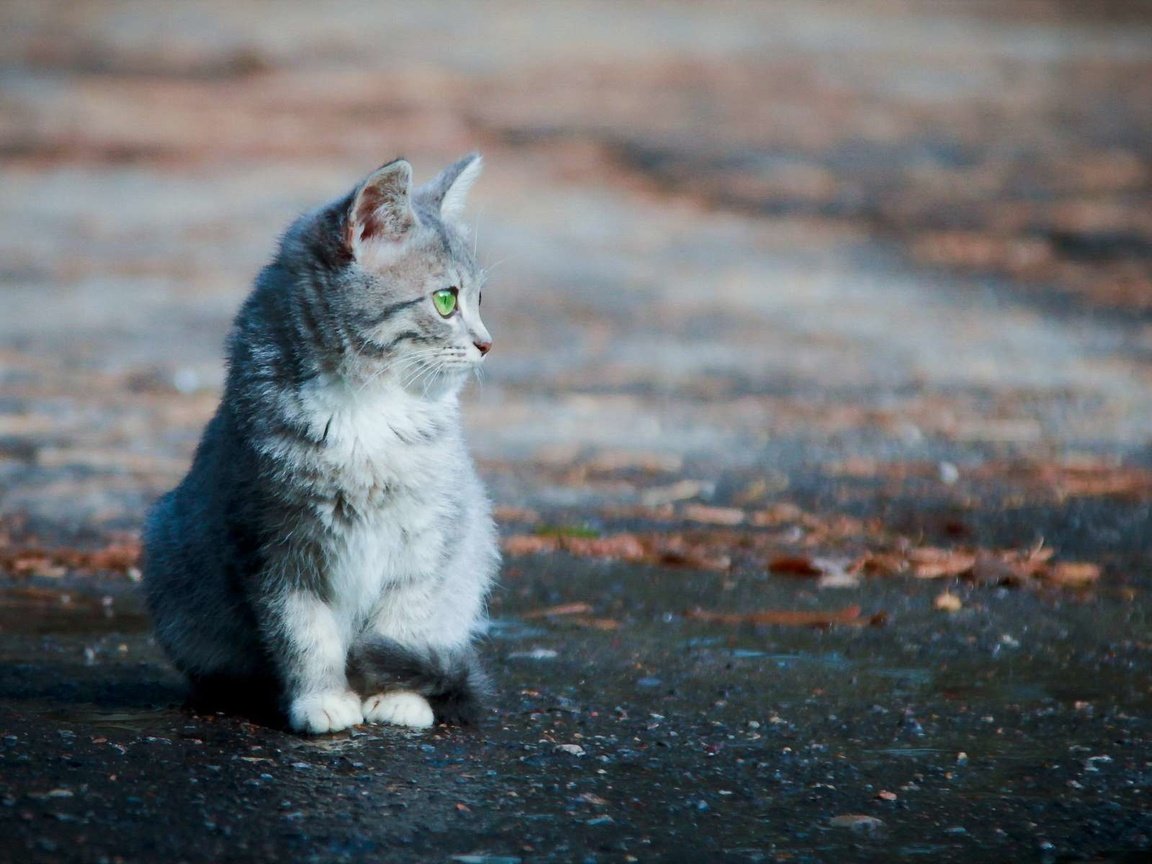 Обои листья, фон, кошка, котенок, улица, асфальт, leaves, background, cat, kitty, street, asphalt разрешение 1920x1200 Загрузить