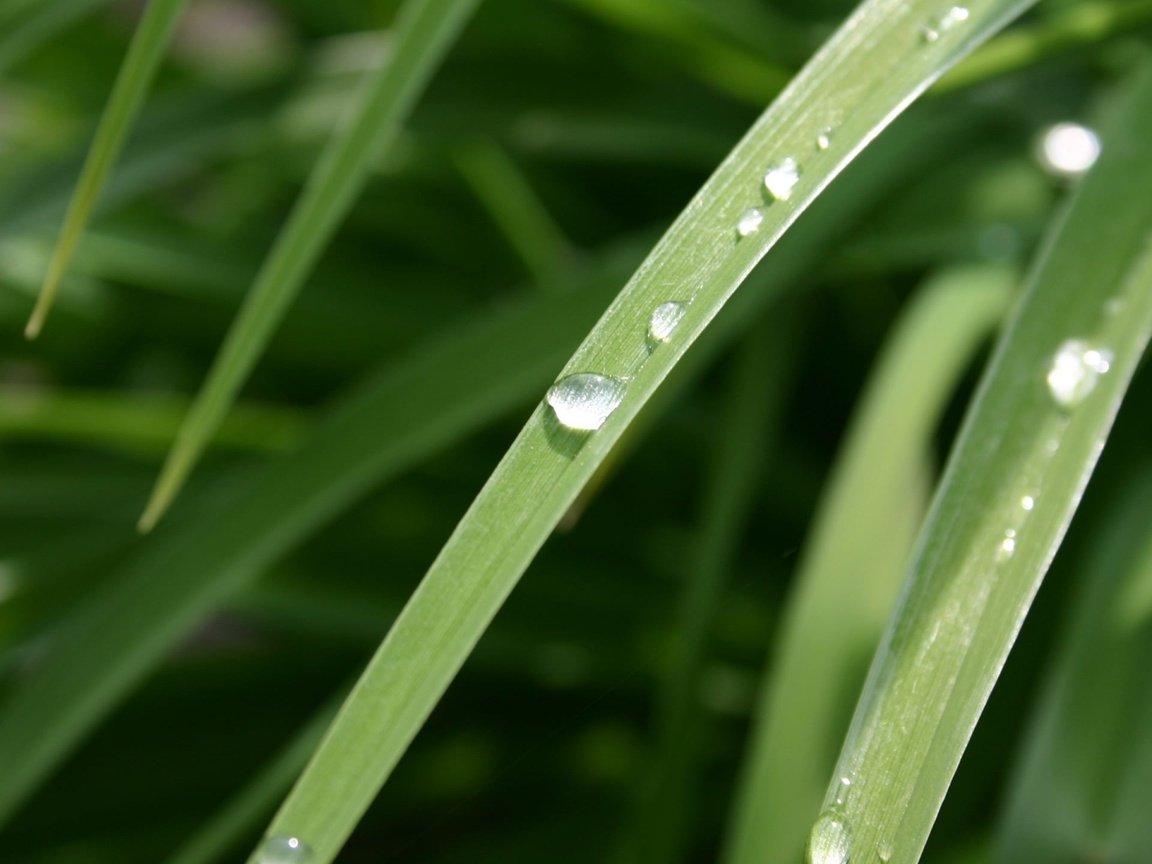 Обои трава, природа, макро, роса, капли, растение, крупным планом, grass, nature, macro, rosa, drops, plant, closeup разрешение 1920x1080 Загрузить