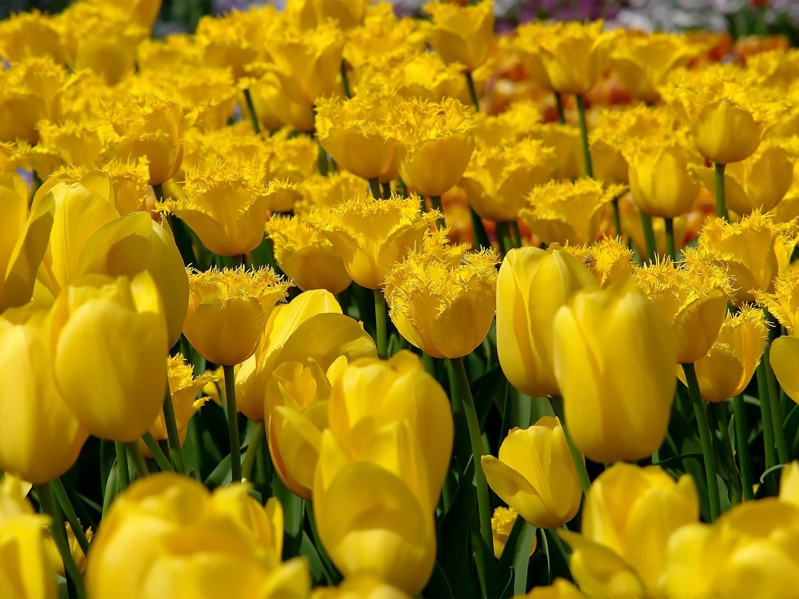 Обои цветы, природа, поле, тюльпаны, желтые, flowers, nature, field, tulips, yellow разрешение 1920x1200 Загрузить