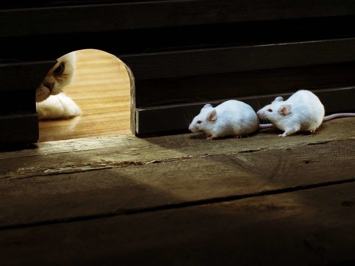 Мыши в полу деревянного дома