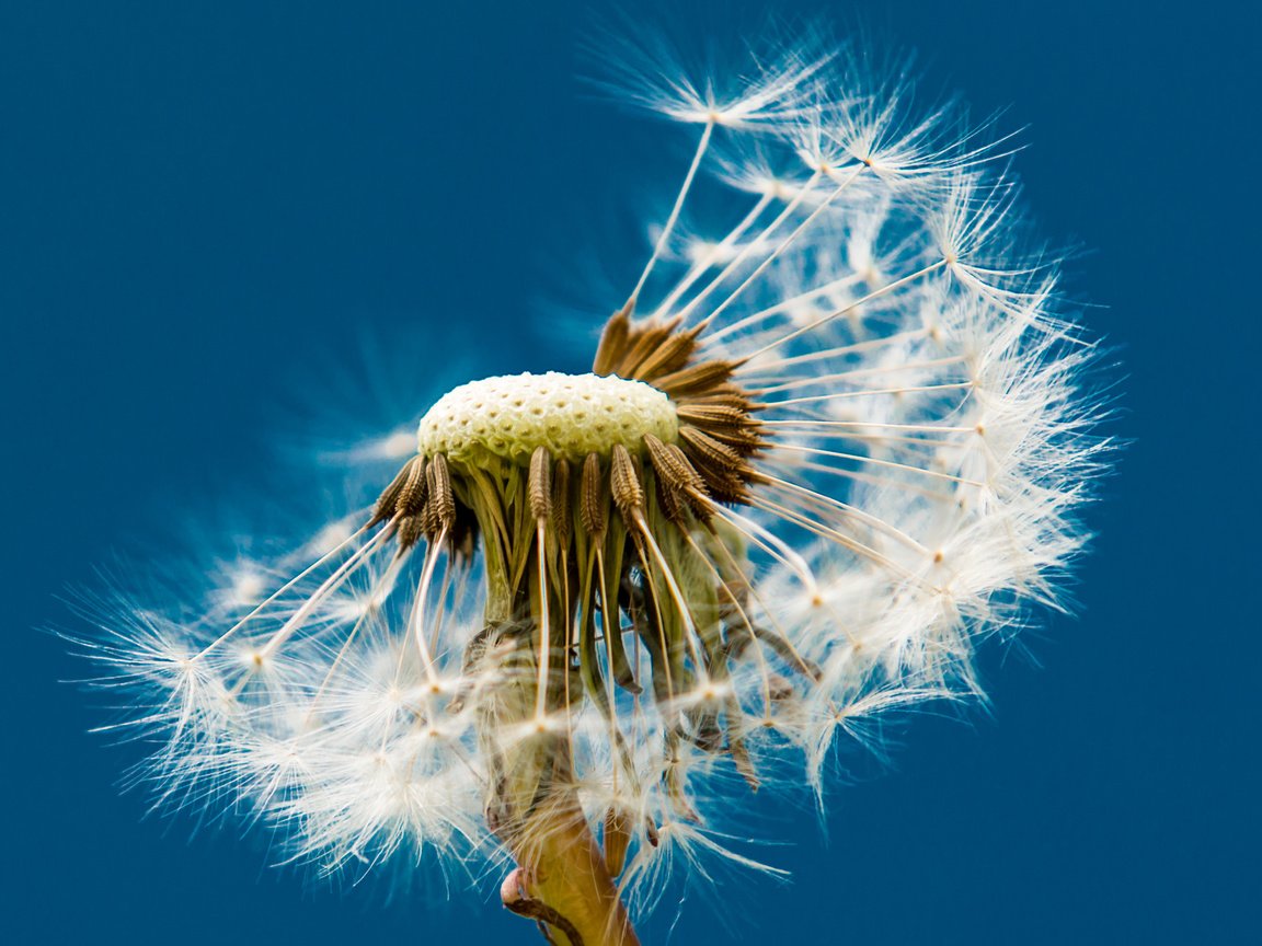 Обои макро, фон, цветок, одуванчик, пушинки, macro, background, flower, dandelion, fuzzes разрешение 2560x1600 Загрузить