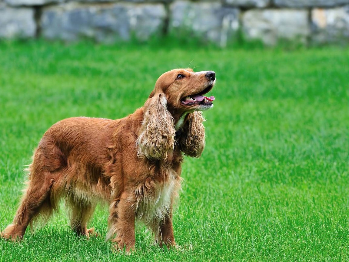 Обои спаниель, кокер-спаниель, spaniel, cocker spaniel разрешение 1920x1200 Загрузить