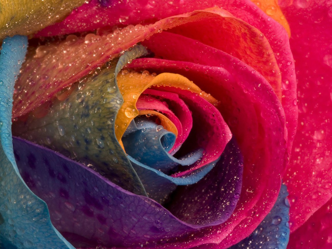 Обои цветок, капли, роза, лепестки, разноцветные, крупным планом, flower, drops, rose, petals, colorful, closeup разрешение 1920x1080 Загрузить