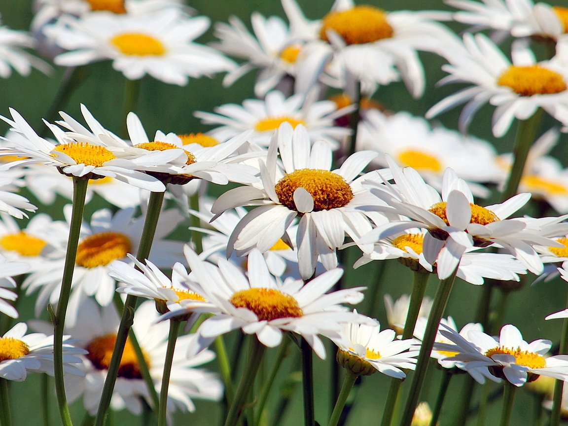 Обои цветы, природа, ромашки, flowers, nature, chamomile разрешение 1920x1080 Загрузить